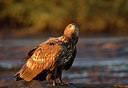BUITEN BEELD Foto: 224539