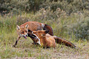 BUITEN BEELD Foto: 224639