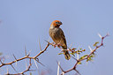 BUITEN BEELD Foto: 224662
