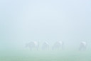 BUITEN BEELD Foto: 224720