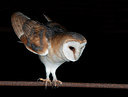 BUITEN BEELD Foto: 224823