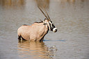 BUITEN BEELD Foto: 225074
