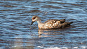BUITEN BEELD Foto: 225113