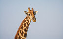BUITEN BEELD Foto: 225245