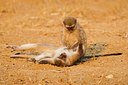 BUITEN BEELD Foto: 225252