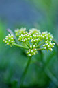 BUITEN BEELD Foto: 225287