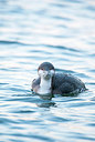 BUITEN BEELD Foto: 225356