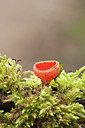 BUITEN BEELD Foto: 225493