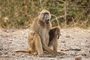 BUITEN BEELD Foto: 225520