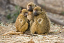 BUITEN BEELD Foto: 225523