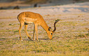 BUITEN BEELD Foto: 225542