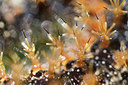 BUITEN BEELD Foto: 225553
