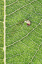 BUITEN BEELD Foto: 225582