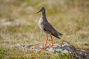 BUITEN BEELD Foto: 225625