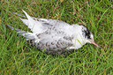 BUITEN BEELD Foto: 225637