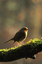 BUITEN BEELD Foto: 225707