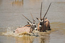 BUITEN BEELD Foto: 225817