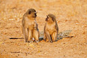 BUITEN BEELD Foto: 225839