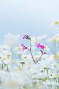 BUITEN BEELD Foto: 226135