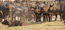 BUITEN BEELD Foto: 226447
