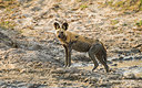 BUITEN BEELD Foto: 226449