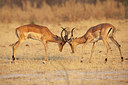 BUITEN BEELD Foto: 226460