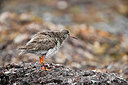 BUITEN BEELD Foto: 226601