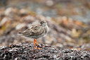BUITEN BEELD Foto: 226603