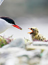 BUITEN BEELD Foto: 226726