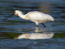 BUITEN BEELD Foto: 226739