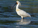 BUITEN BEELD Foto: 226740
