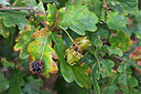 BUITEN BEELD Foto: 226959