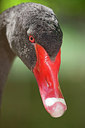 BUITEN BEELD Foto: 226996