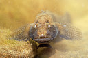BUITEN BEELD Foto: 227028