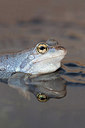 BUITEN BEELD Foto: 227037