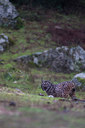 BUITEN BEELD Foto: 227122