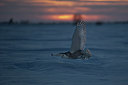 BUITEN BEELD Foto: 227127