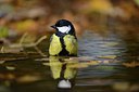 BUITEN BEELD Foto: 227136
