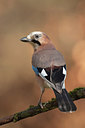 BUITEN BEELD Foto: 227428