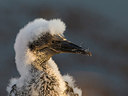 BUITEN BEELD Foto: 227635