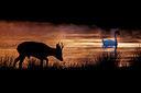 BUITEN BEELD Foto: 227667