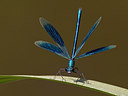 BUITEN BEELD Foto: 227698