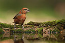 BUITEN BEELD Foto: 227743