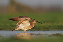 BUITEN BEELD Foto: 227765