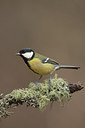 BUITEN BEELD Foto: 227779