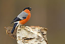 BUITEN BEELD Foto: 227922