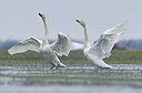 BUITEN BEELD Foto: 227930