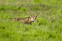 BUITEN BEELD Foto: 227933