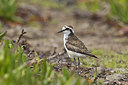 BUITEN BEELD Foto: 227971