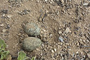 BUITEN BEELD Foto: 227974